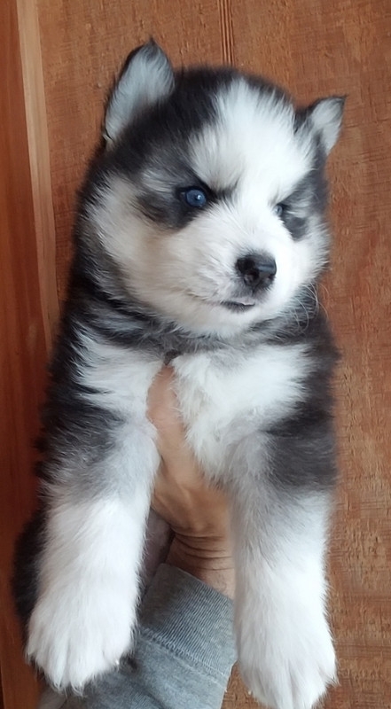 Siberian husky pups