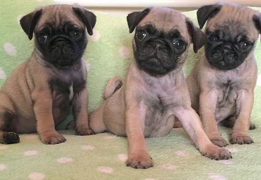 M/F Pug Pups Available Now.