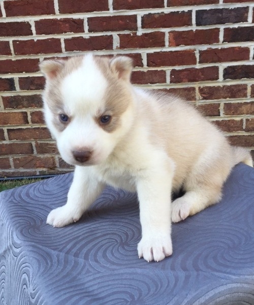 lovable  husky puppies for adoption
