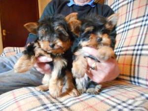  Quality Teacup Yorkies Puppies:....