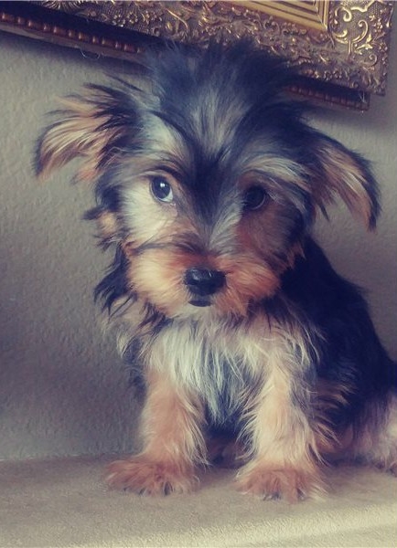 Cute yorkie puppies available