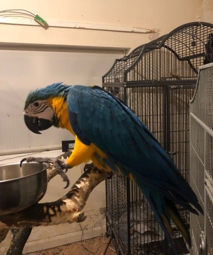 blue-and-gold-macaw-