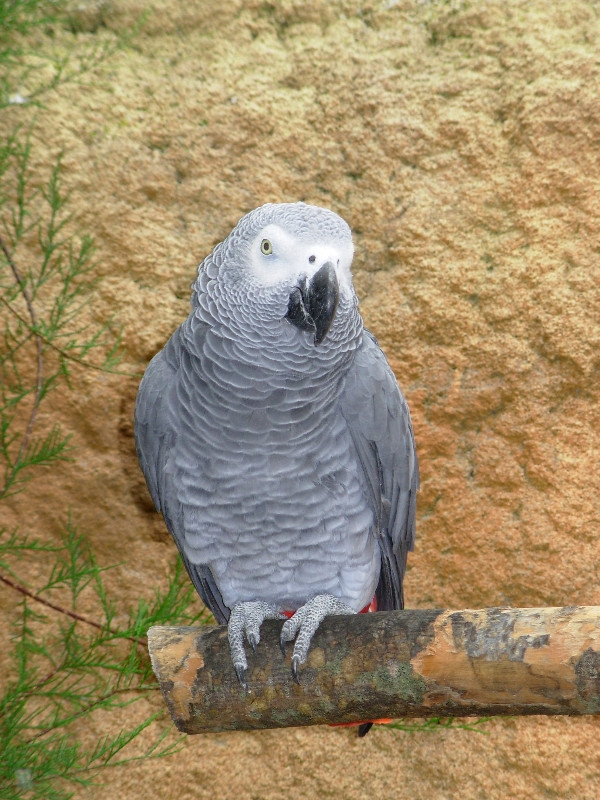 African Grey Parrots