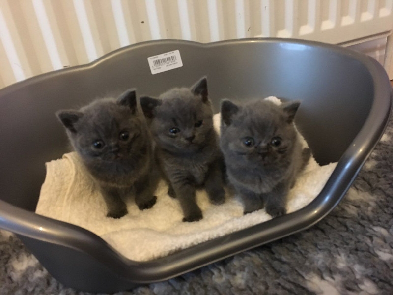 Active Bsh Blue British Shorthair Kittens For Sale