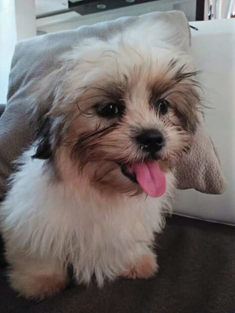 Shih tzu puppies available for adoption.