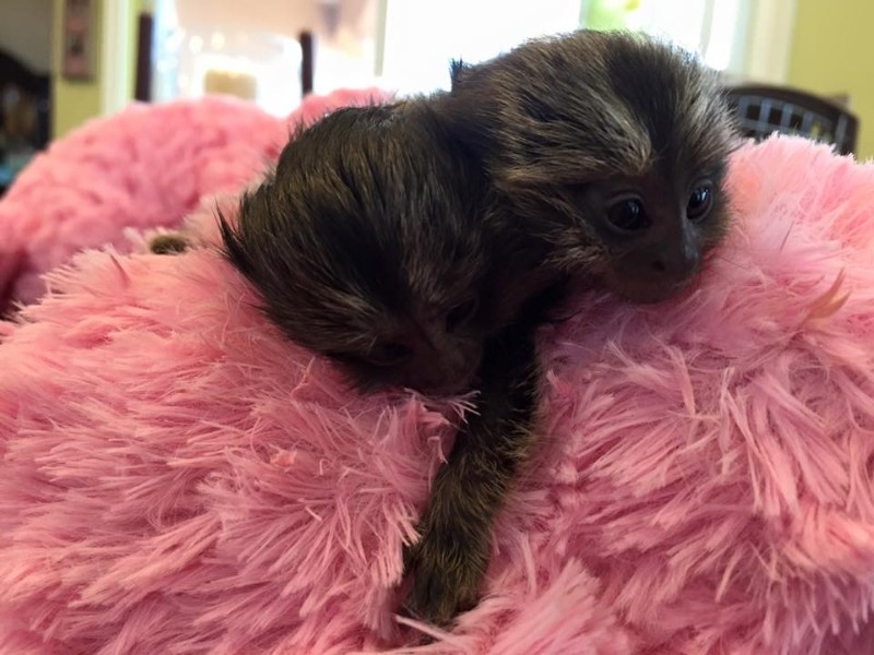 **Magnificent marmoset monkeys for sale**