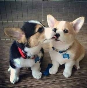 Well Trained Pembroke Welsh Corgi Puppies