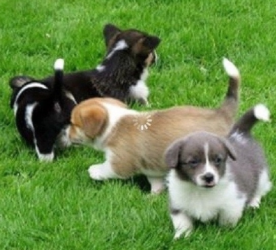 Adorable Male And Female Pembroke welsh corgi  Pup