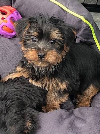 VERY PLAYFUL AND BEAUTIFUL YORKIE DOG.