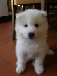 Stunning Pedigree Samoyed Puppies