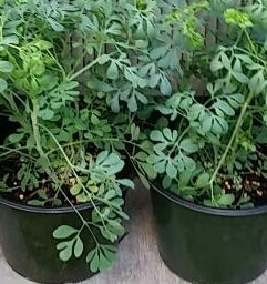 Ruda Rue plants for sale