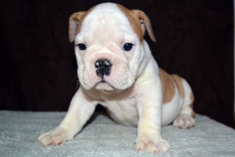 adorable  beautiful English Bulldog puppies