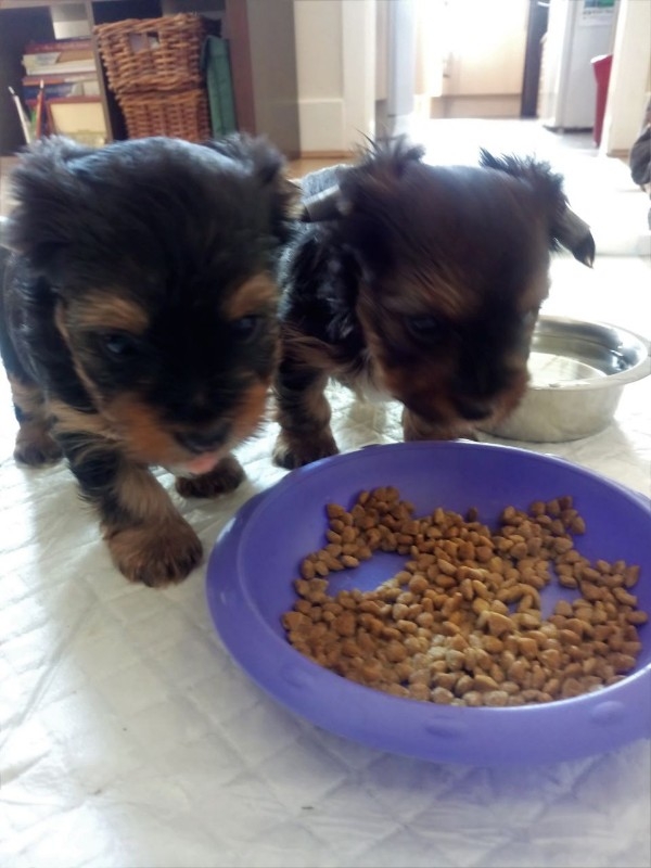 Yorkie puppies for adoption.