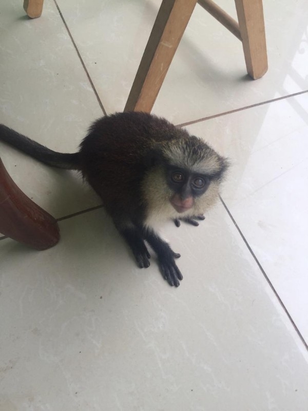 Sweet baby vervet monkey for sale (915) 229-4890
