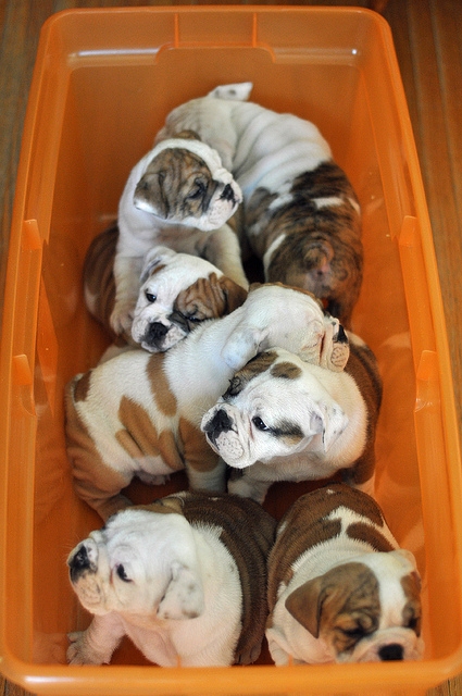 TOP QUALITY BULLDOG TERRIER PUPPIES FOR RE-HOMING