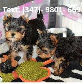 AKC registered Male &amp; Female Yorkie re-homing 