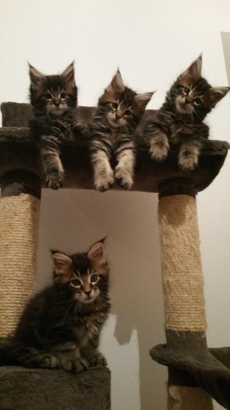 Maine coon kittens available for sale