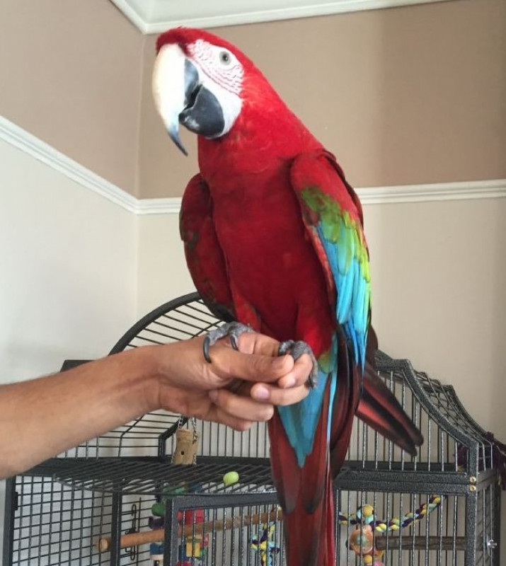 Green wing macaw stunning with an excellent  TEXT 