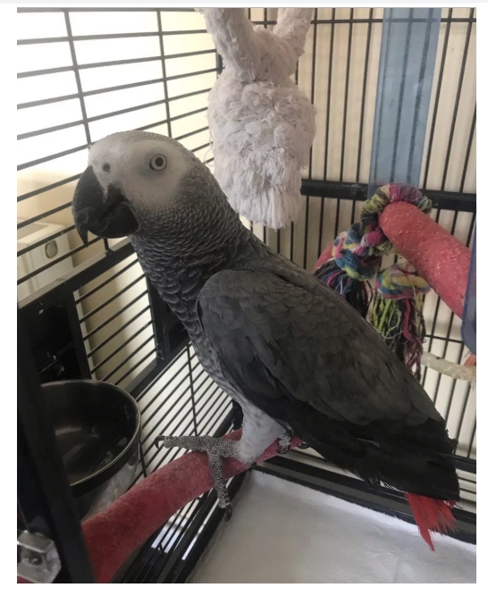  African grey parrot