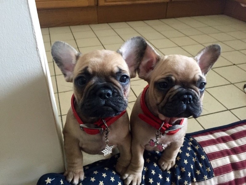 Affordable French bulldog pups Text 443-563-1239