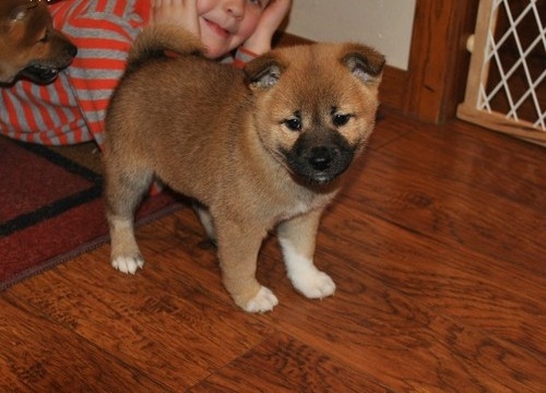 Cute Shiba Inu puppies for sale