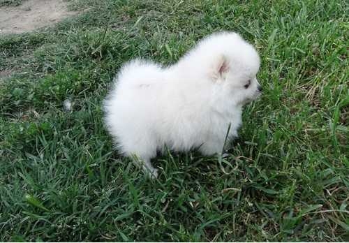 TEA CUP POMERANIAN PUPPIES FOR SALE