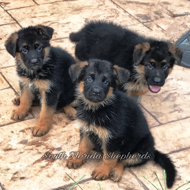 German Shepherd puppies 