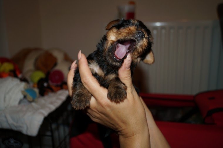 CUTE TEACUP YORKIE PUPPIES AVAILABLE FOR ADOPTION