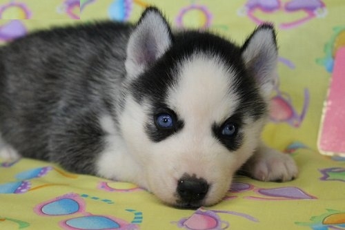   WWRRYB Active new Siberian husky puppies 