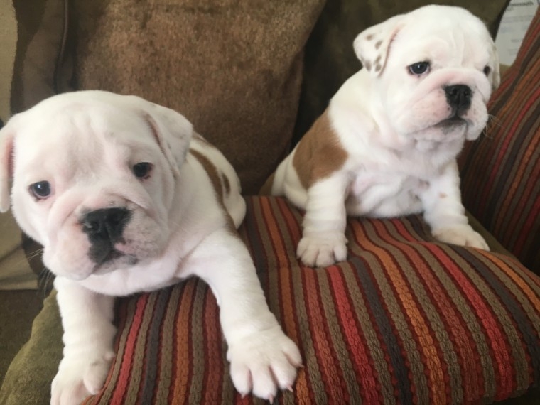 English Bulldog Puppies for sale