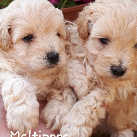 Apricot maltipoo puppy for re homing