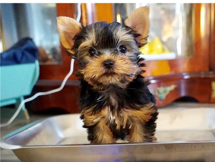 Quality Bred Family Raised Yorkie Pup