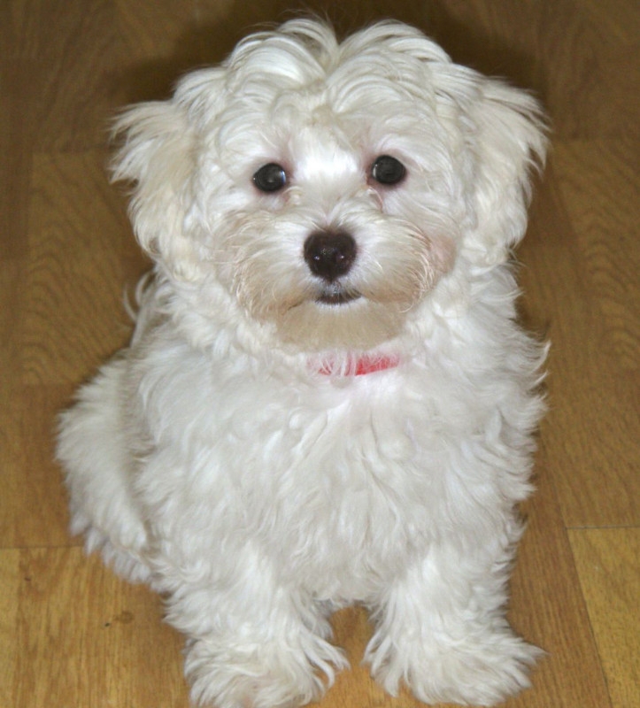 Awesome Maltese Puppies Available